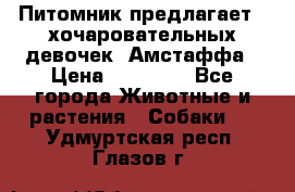 Питомник предлагает 2-хочаровательных девочек  Амстаффа › Цена ­ 25 000 - Все города Животные и растения » Собаки   . Удмуртская респ.,Глазов г.